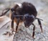 Bombus lapidarius